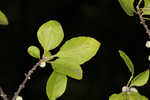 Eastern swamp privet